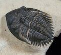 Bargain Metacanthina (Asteropyge) Trilobite - #13743-1